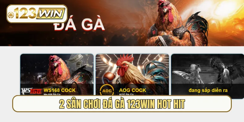 2 sân chơi đá gà 123Win hot hit
