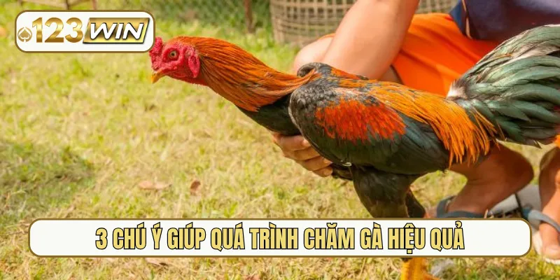 3 chú ý giúp quá trình chăm gà hiệu quả