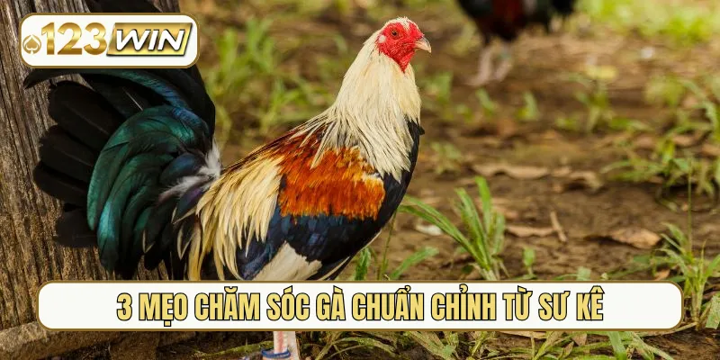 3 mẹo chăm sóc gà chuẩn chỉnh từ sư kê