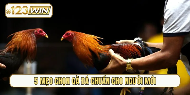 5 mẹo chọn gà đá chuẩn cho người mới