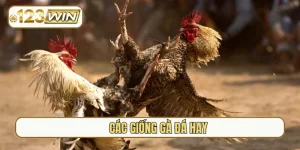 các giống gà đá hay nhất