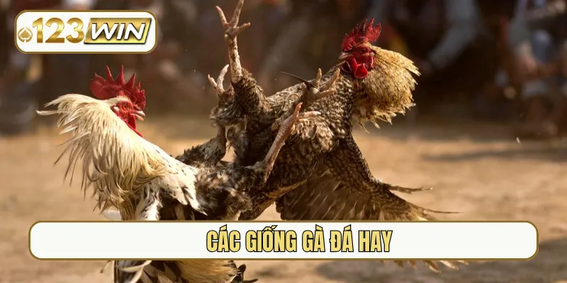 các giống gà đá hay nhất