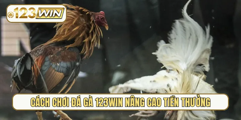Cách chơi đá gà 123Win nâng cao tiền thưởng