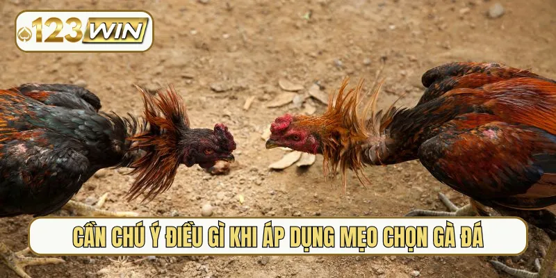 Cần chú ý điều gì khi áp dụng mẹo chọn gà đá