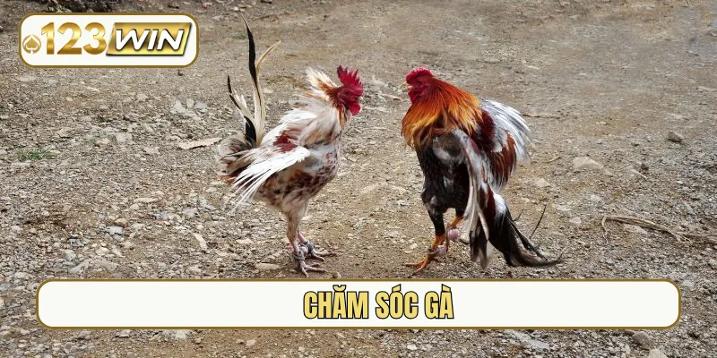 chăm sóc gà