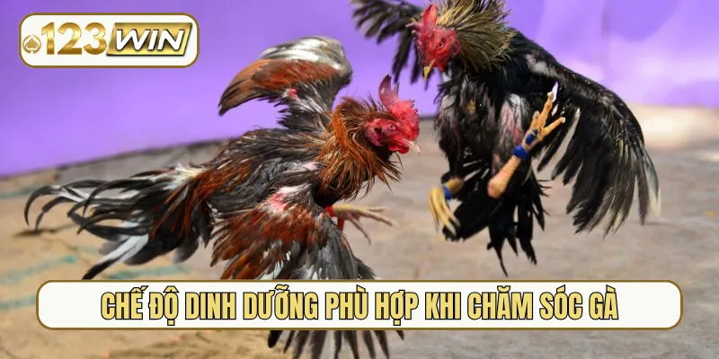 Chế độ dinh dưỡng phù hợp khi chăm sóc gà