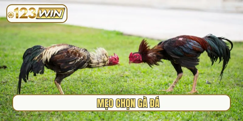 mẹo chọn gà đá