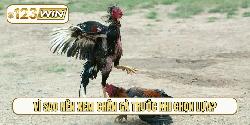 Vì sao nên xem chân gà trước khi chọn lựa?